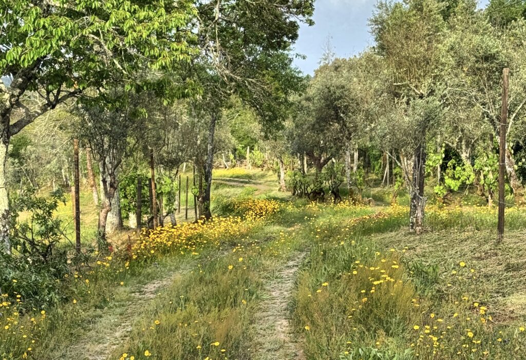 Take a walk thought the wildflower-covered paths through the vineyard.